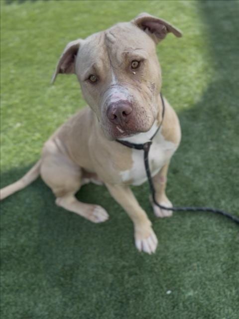 Photo of Twinkie, adoptable Pit Bull Terrier in Los Angeles, California