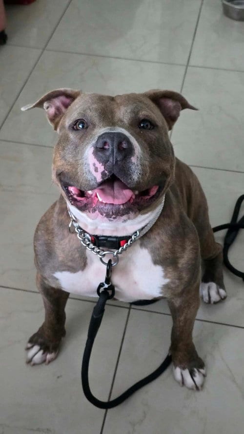 Photo of Gabby, adoptable American Staffordshire Terrier in phoenix, Arizona