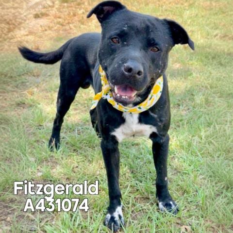 Photo of Fitzgerald, adoptable Pit Bull Terrier in Conroe, Texas