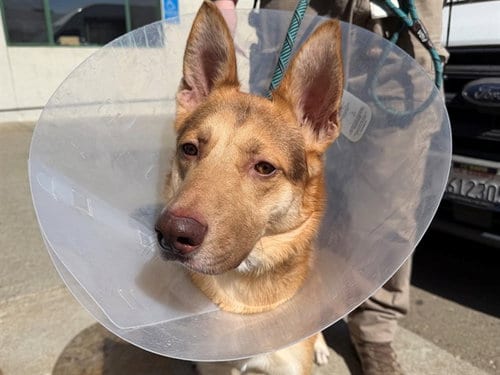Photo of Austin, adoptable German Shepherd Dog in Santa Rosa, California