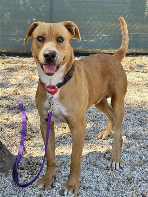 Photo of Banjo, adoptable Labrador Retriever in Santa Barbara, California