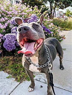 Photo of Keisy, adoptable American Bulldog in Dana Point, California