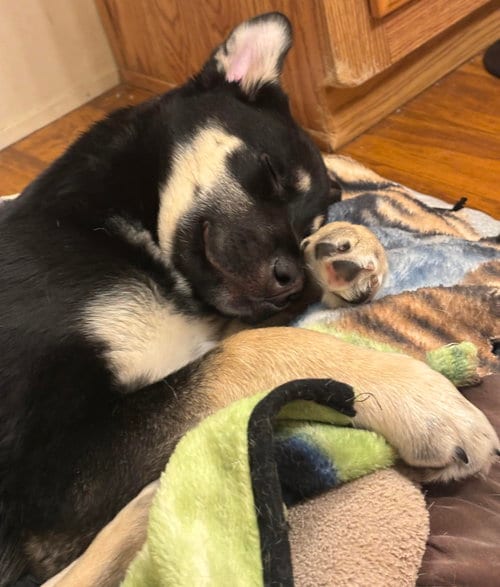 Photo of Six, adoptable German Shepherd Dog in Princeton, Minnesota