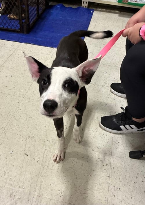 Photo of Violet, adoptable Terrier in Willingboro, New Jersey