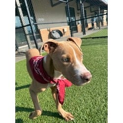 Photo of Jamie, adoptable American Pit Bull Terrier in Baton Rouge, Louisiana