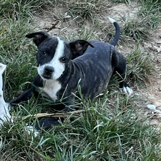 Photo of Ivy Prophan (Wedgewood Pup), adoptable Mixed Breed (Medium) in St. Louis, Missouri
