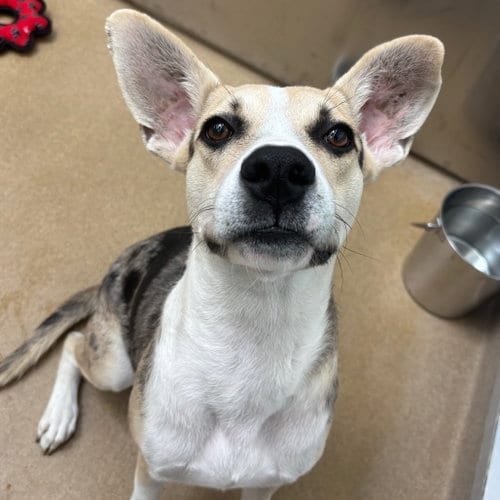 Photo of Peppercorn GCH, adoptable Catahoula Leopard Dog in Rockaway, New Jersey