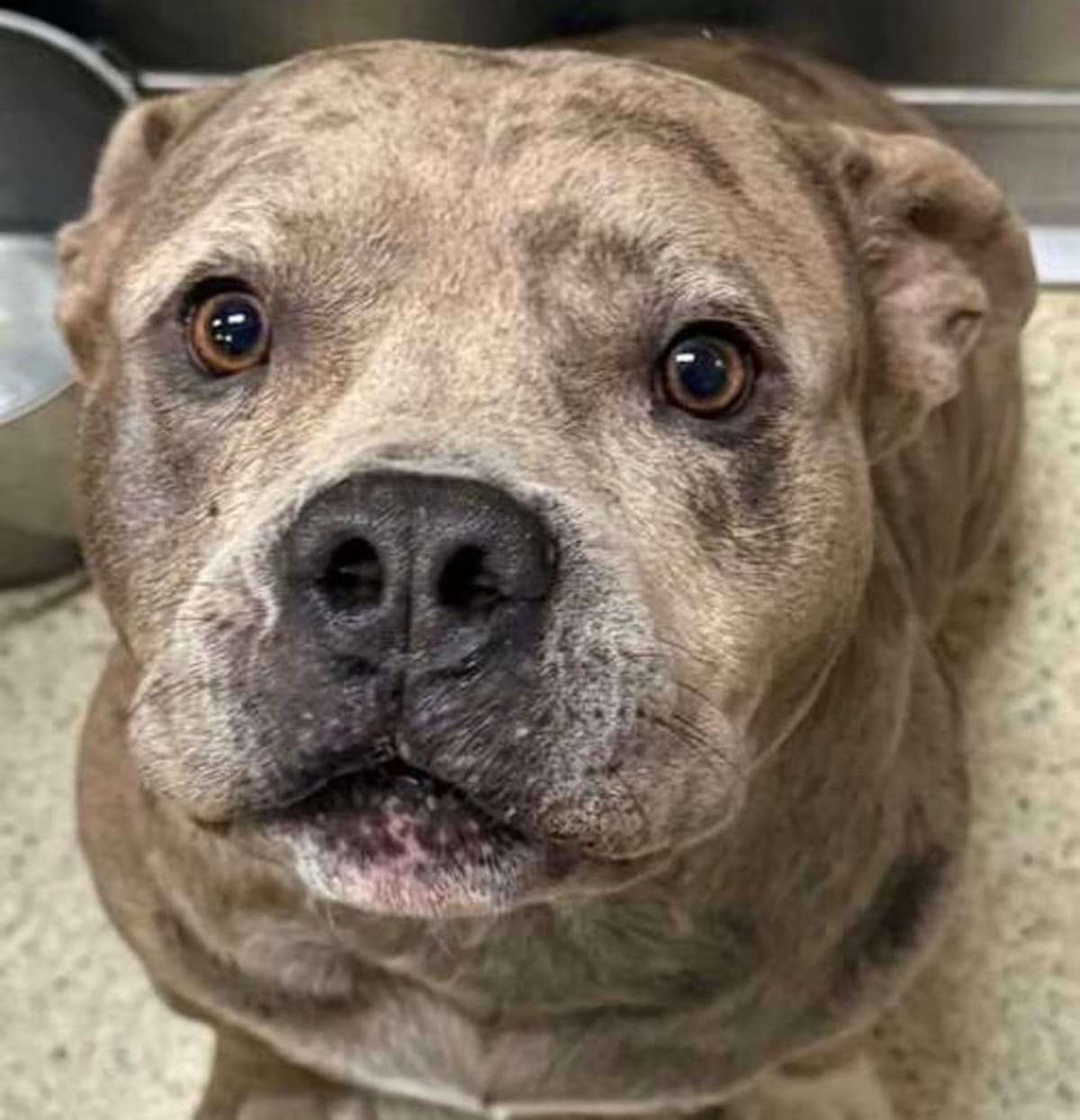 Photo of James, adoptable English Bulldog in New Orleans, Louisiana