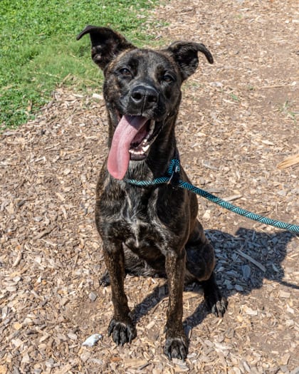 Photo of Tiara, adoptable dog in Chamblee, Georgia