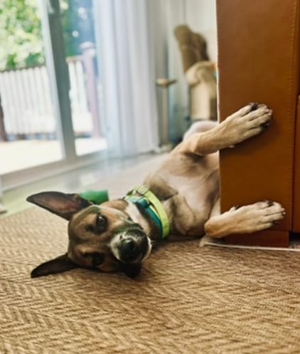Photo of Xander, adoptable German Shepherd Dog in San Diego, California