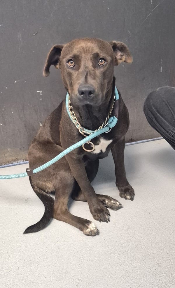 Photo of Nova, adoptable Pit Bull mixed Labrador in Lawrenceville, Georgia