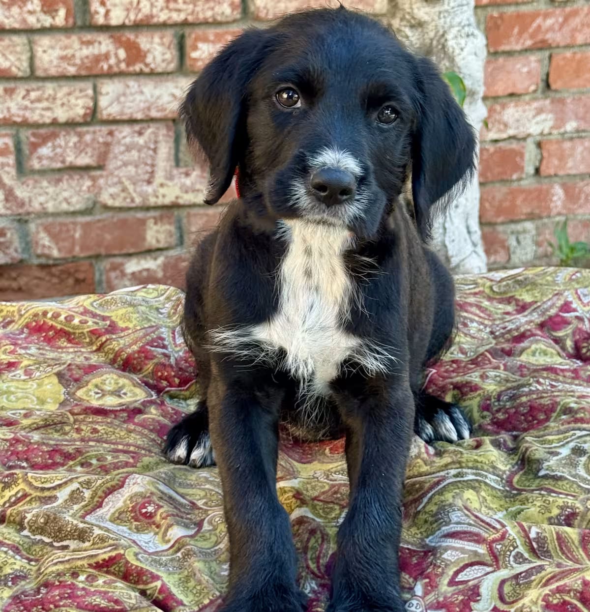 Photo of Martini, adoptable Cattle Dog Goldendoodle in Valley Glen, California