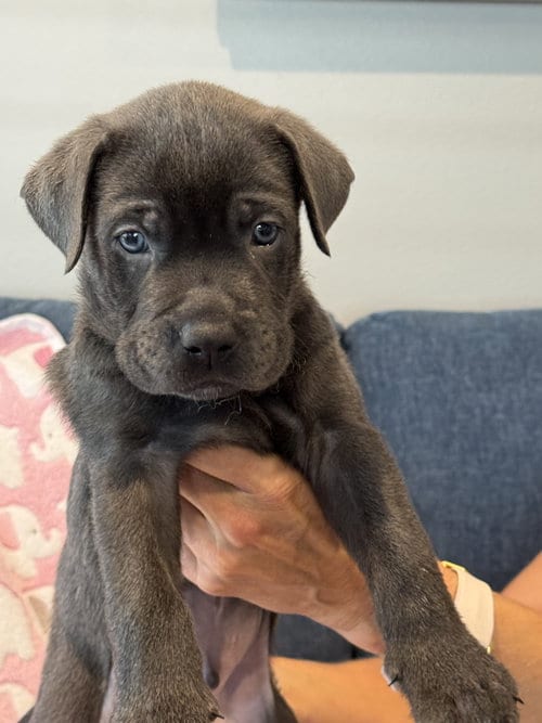 Photo of Charlotte's Puppy Noah, adoptable Labrador Retriever in San Diego, California