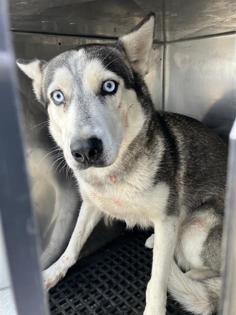 Photo of Slate, adoptable Siberian Husky