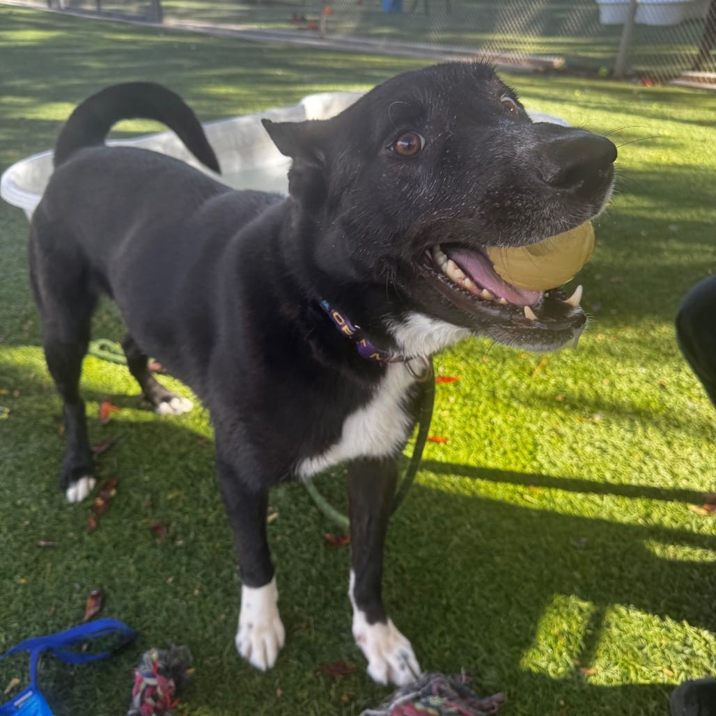 Photo of Bleu, adoptable Collie, Border / Retriever, Black Labrador in Henderson, Nevada