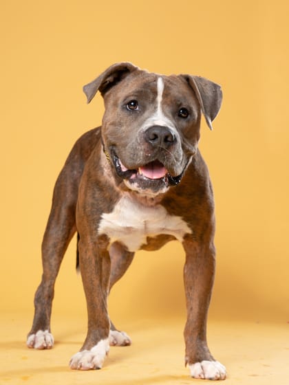 Photo of Jackson, adoptable dog in Atlanta, Georgia