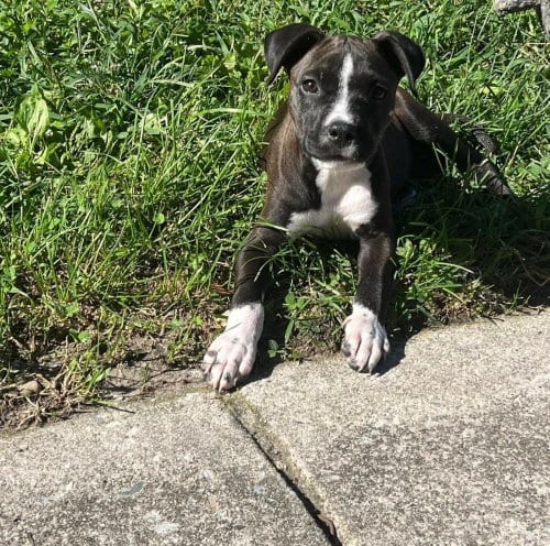 Photo of Maggie (Simpsons 3), adoptable Pit Bull Terrier in Wenonah, New Jersey