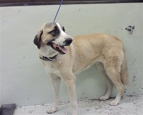 Photo of A2100765, adoptable Anatolian Shepherd in Houston, Texas