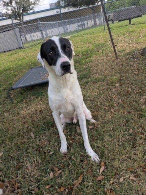 Photo of Buddy, adoptable Pointer in Texas City, Texas