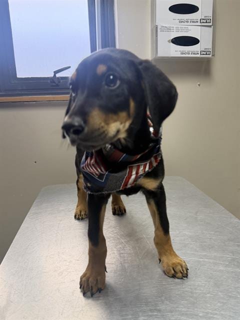 Photo of Jack, adoptable Doberman Pinscher in Redlands, California