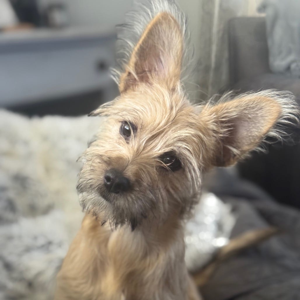 Photo of Fiji D12828, adoptable Terrier, Cairn / Terrier, Yorkshire, Yorkie in Princeton area, Minnesota