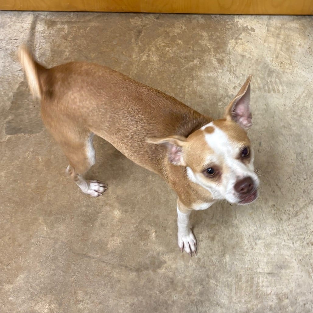 Photo of Popeye - 101201U, adoptable Feist / Mix in Tupelo, Mississippi