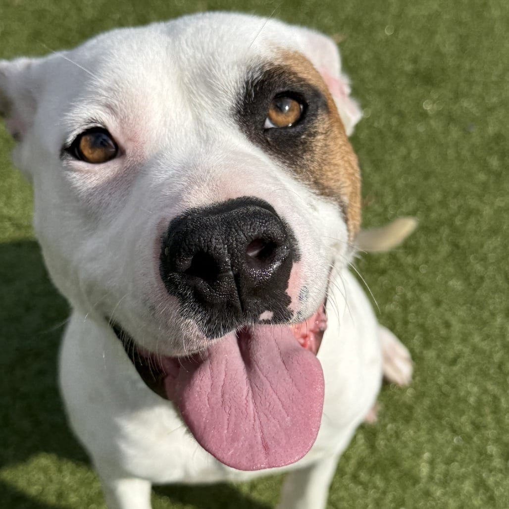 Photo of Bitz, adoptable Terrier, American Pit Bull in Greensboro, North Carolina