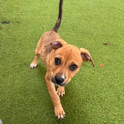 Photo of Bacardi 1324, adoptable Mixed Breed (Small) in Loxahatchee, Florida