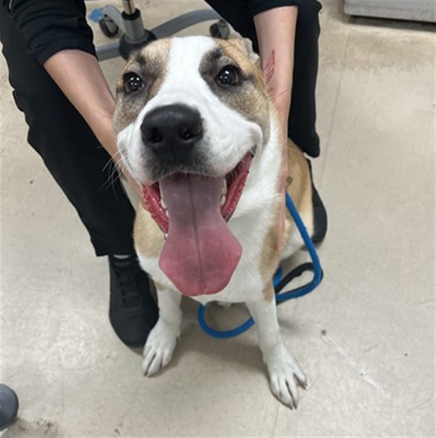 Photo of Barbara Jean, adoptable Siberian Husky and Pit Bull Terrier in San José, California