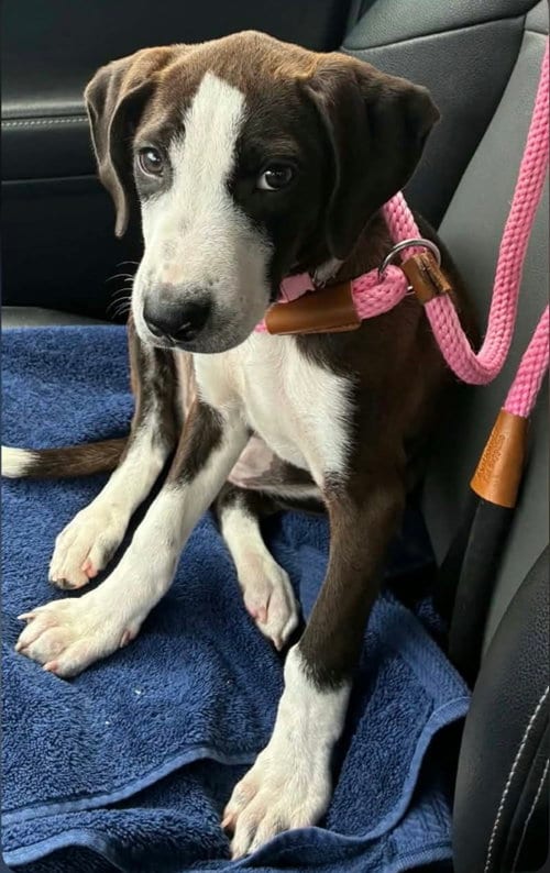 Photo of Katana, adoptable Hound in Alexander, Arkansas