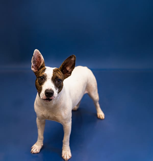 Photo of Duchess, adoptable Staffordshire Bull Terrier cross in Lawrenceville, Georgia