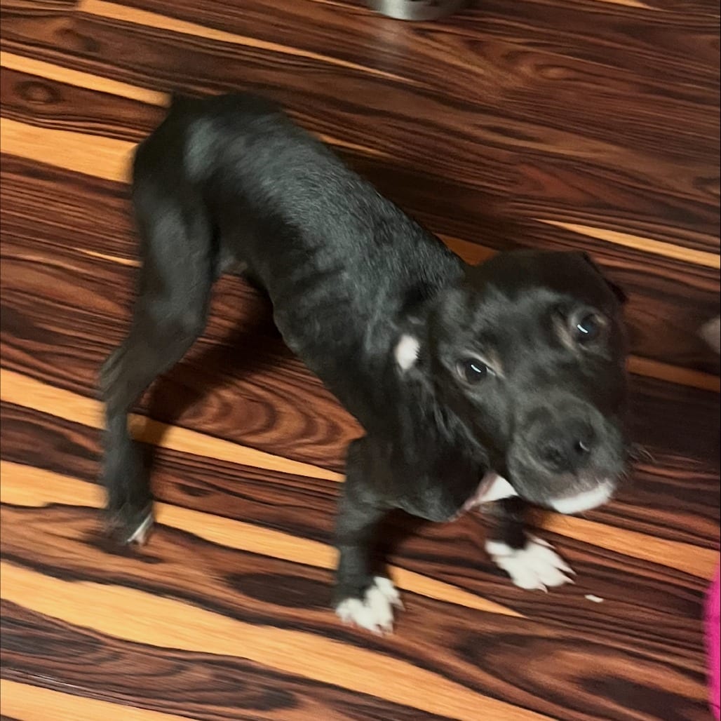 Photo of Bass Reeves (The Western Outlaw Pup), adoptable Mixed Breed (Medium) in St. Louis, Missouri