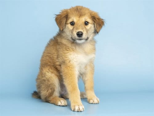 Photo of Galleria, adoptable Australian Shepherd in Phoenix, Arizona