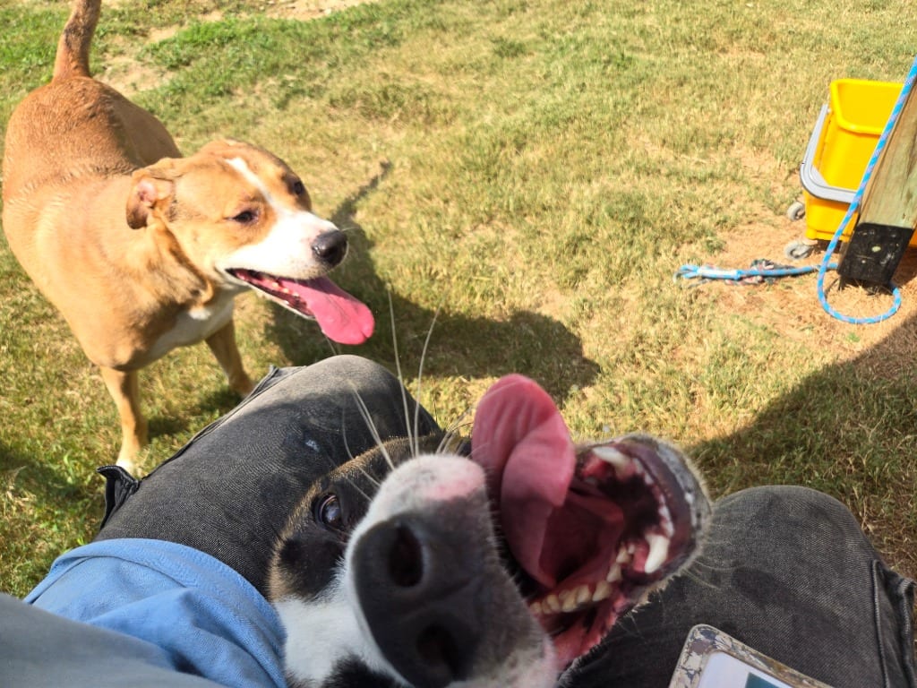 Photo of Lakota, adoptable Mixed Breed in Douglasville, Georgia