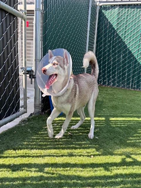 Photo of Elija, adoptable Siberian Husky in San Bernardino, California