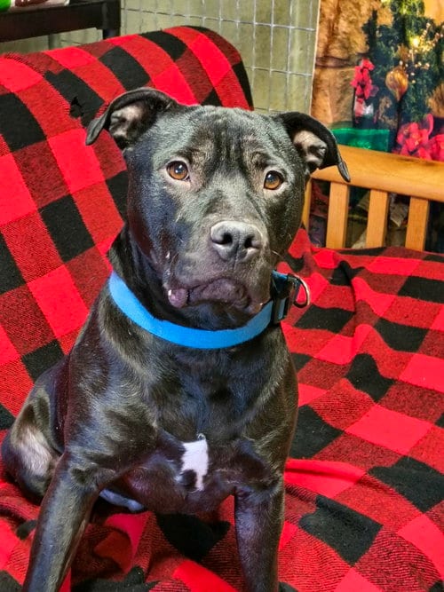 Photo of Stetson, adoptable Staffordshire Bull Terrier in Stover, Missouri