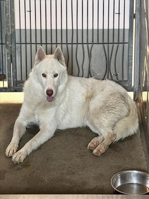 Photo of Winter, adoptable German Shepherd Dog in San Bernardino, California