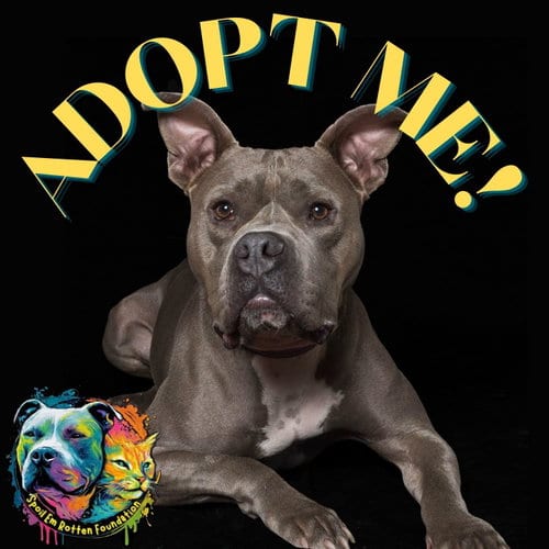 Photo of Murphy (formerly known as Morgan), adoptable American Staffordshire Terrier in Cincinnati, Ohio