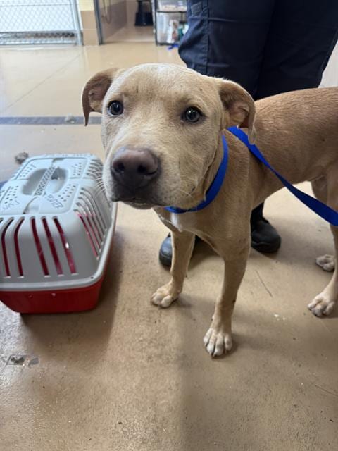 Photo of Cheese, adoptable Pit Bull Terrier in Chula Vista, California