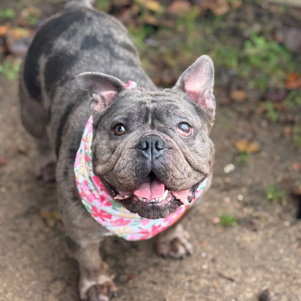Photo of Chloe-In foster, adoptable Bulldog, American in Springfield, Massachusetts