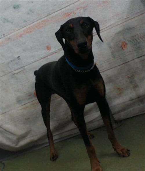 Photo of Yuri, adoptable Doberman Pinscher in San Bernardino, California