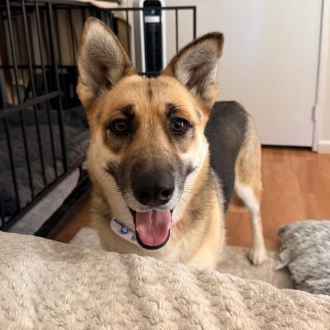 Photo of Nyx, adoptable German Shepherd Dog in Camarillo, California