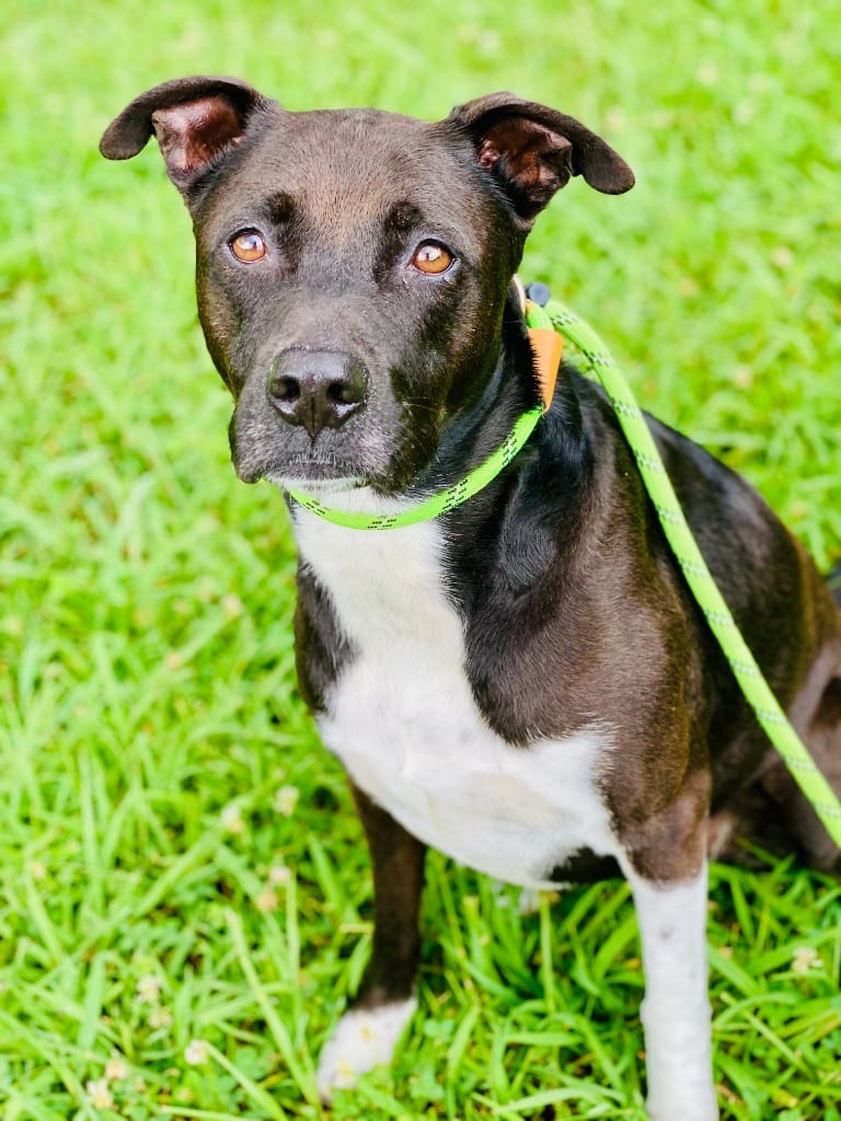 Photo of Gypsy, adoptable Pit Bull Terrier in Chickamauga, Georgia