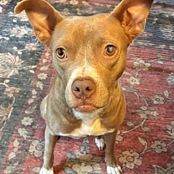 Photo of Stormy, adoptable American Staffordshire Terrier in East Hartford, Connecticut