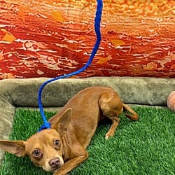 Photo of Bruno, adoptable Chihuahua in Porterville, California