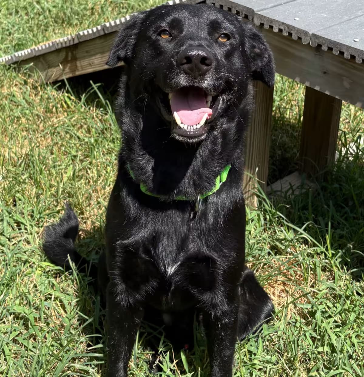 Photo of Licorice, adoptable Labrador Retriever Mixed Breed (Medium) in Spring, Texas