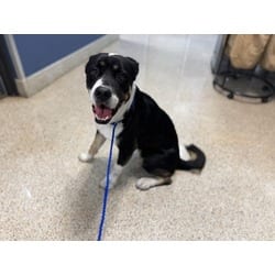 Photo of Baby Boy, adoptable Bernese Mountain Dog Rottweiler in Doral, Florida