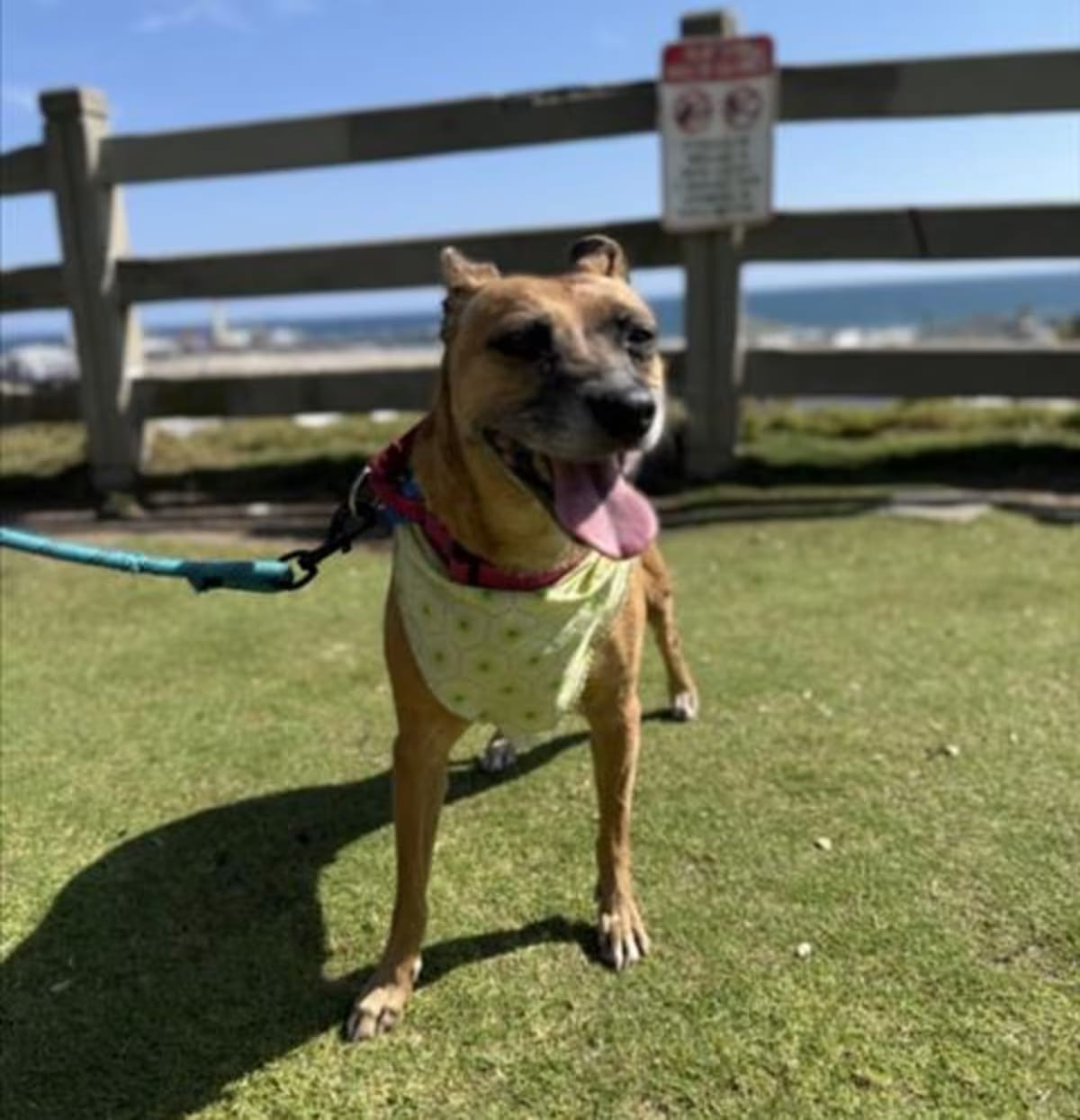 Photo of Toni, adoptable German Shepherd Dog in Los Angeles, California