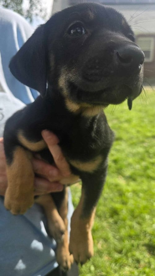 Photo of Treat, adoptable Black Mouth Cur in Salt Lake City, Utah
