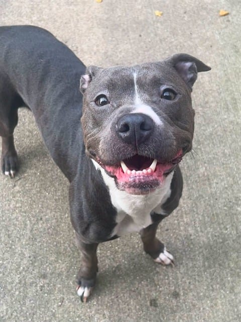 Photo of Chickies, adoptable American Pit Bull Terrier in Chicago, Illinois